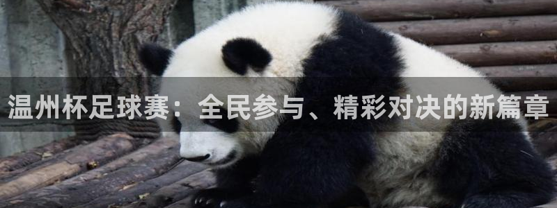 温州杯足球赛：全民参与、精彩对决的新